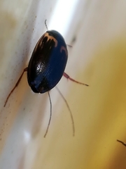 Hydroporus tessellatus