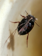 Hydroporus tessellatus