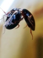 Hydroporus tessellatus