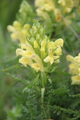 Pedicularis chroorrhyncha