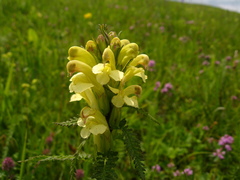 Pedicularis chroorrhyncha