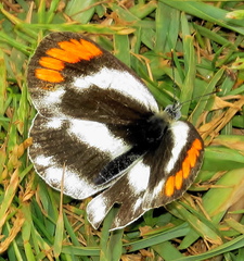 Colotis euippe omphale