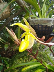 Phragmipedium longifolium