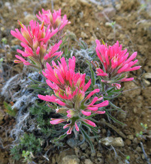 Castilleja angustifolia angustifolia