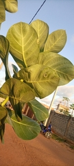 Calotropis procera