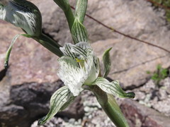 Chloraea prodigiosa