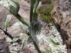 Chloraea prodigiosa