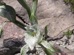 Chloraea prodigiosa