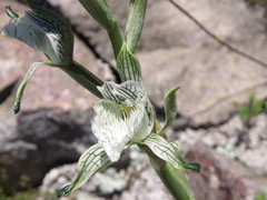 Chloraea prodigiosa