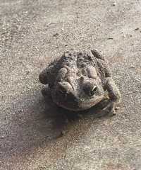Anaxyrus terrestris