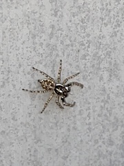 Menemerus semilimbatus