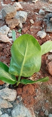 Calotropis procera