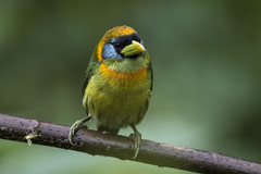 Red-Headed Barbet photo 3