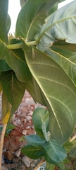 Calotropis procera