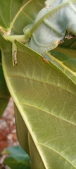 Calotropis procera image