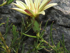 Mutisia rosea