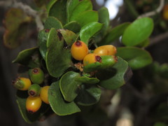 Tristerix verticillatus