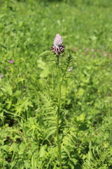 Pedicularis atropurpurea
