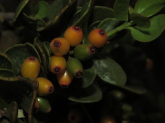 Tristerix verticillatus