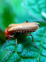 Cantharis livida