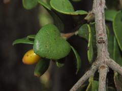 Tristerix verticillatus