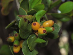 Tristerix verticillatus