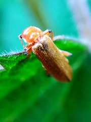 Cantharis livida