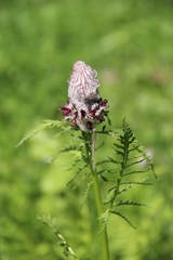 Pedicularis atropurpurea