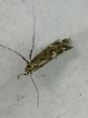 Calybites phasianipennella