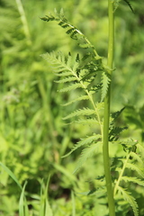 Pedicularis atropurpurea