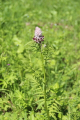 Pedicularis atropurpurea