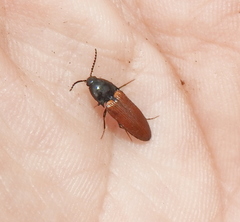 Ampedus sanguineus