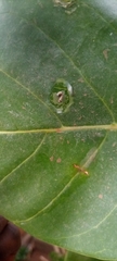 Calotropis procera