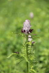 Pedicularis atropurpurea