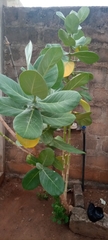 Calotropis procera