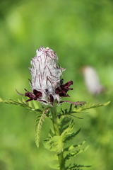 Pedicularis atropurpurea