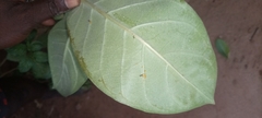 Calotropis procera image