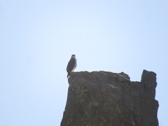 Geranoaetus polyosoma polyosoma