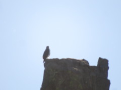 Geranoaetus polyosoma polyosoma