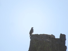 Geranoaetus polyosoma polyosoma