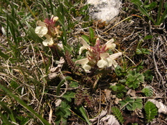 Pedicularis caucasica