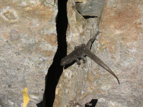 Liolaemus frassinettii