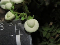 Calceolaria nitida