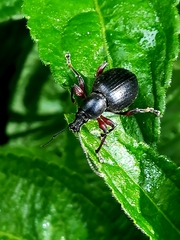 Otiorhynchus clavipes