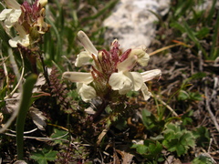 Pedicularis caucasica