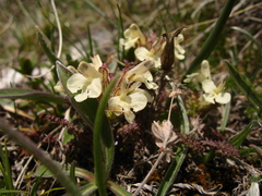 Pedicularis caucasica