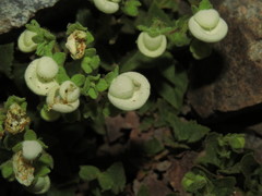 Calceolaria nitida