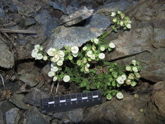 Calceolaria nitida