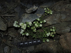 Calceolaria nitida
