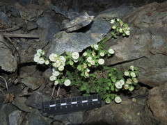 Calceolaria nitida